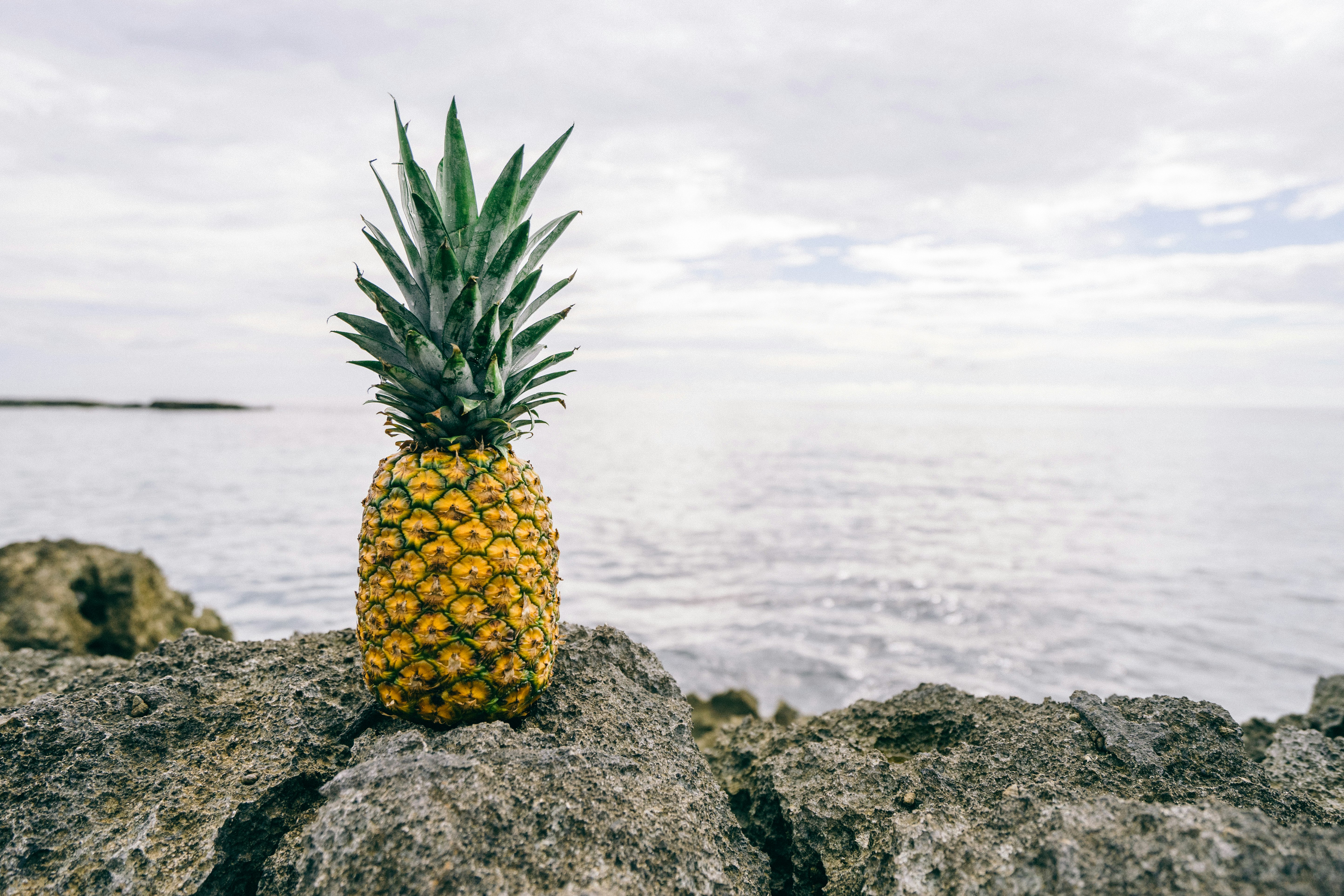 pineapple on gray rock near body of water